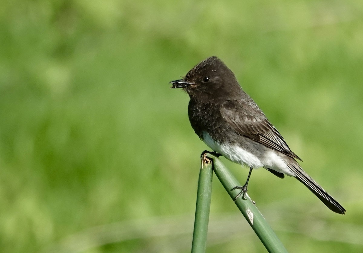 Black Phoebe - Jolene Cortright