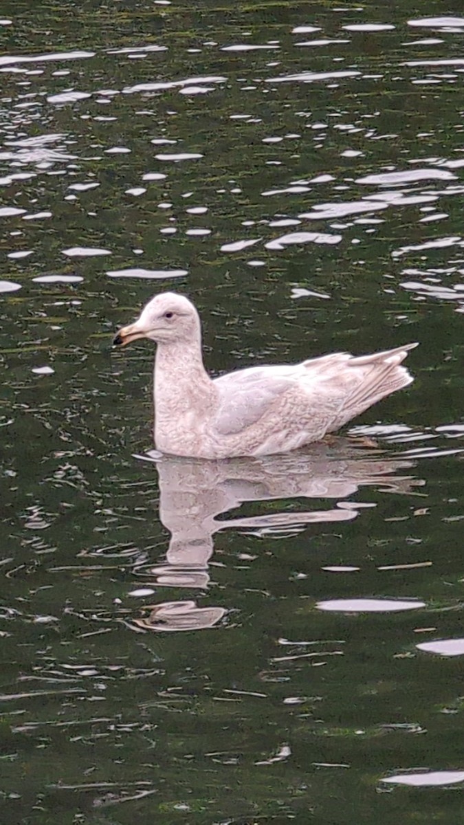 Glaucous-winged Gull - Anonymous