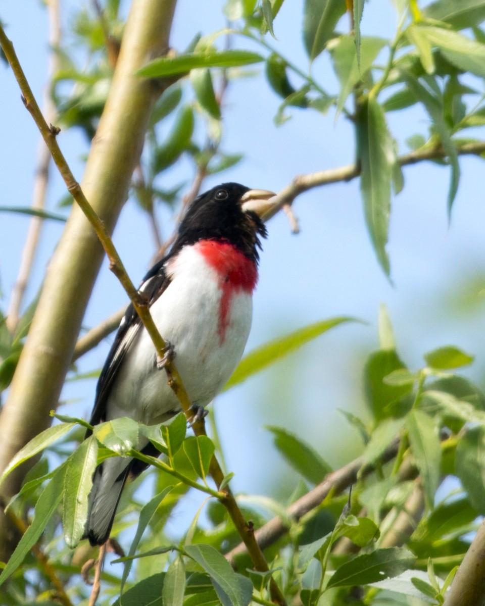 Rose-breasted Grosbeak - Mark Cloutier