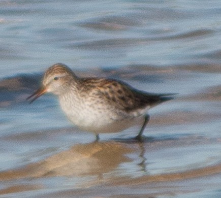 White-rumped Sandpiper - G Stacks