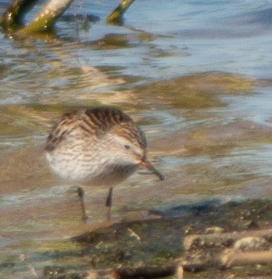 White-rumped Sandpiper - G Stacks