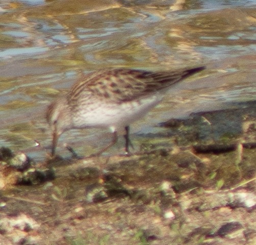 White-rumped Sandpiper - G Stacks