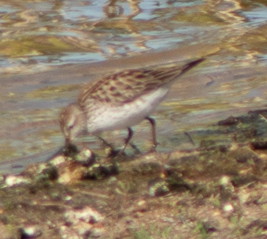 White-rumped Sandpiper - ML619568694