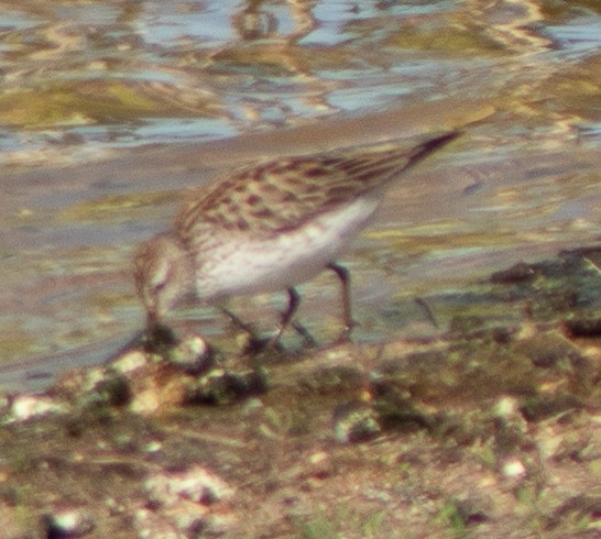 White-rumped Sandpiper - G Stacks