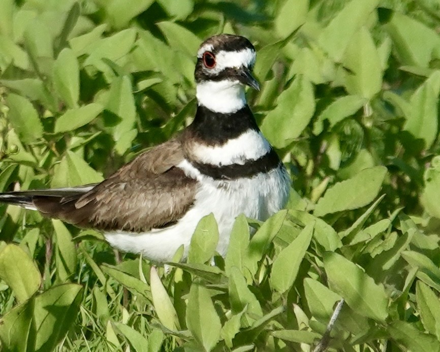 Killdeer - Jolene Cortright