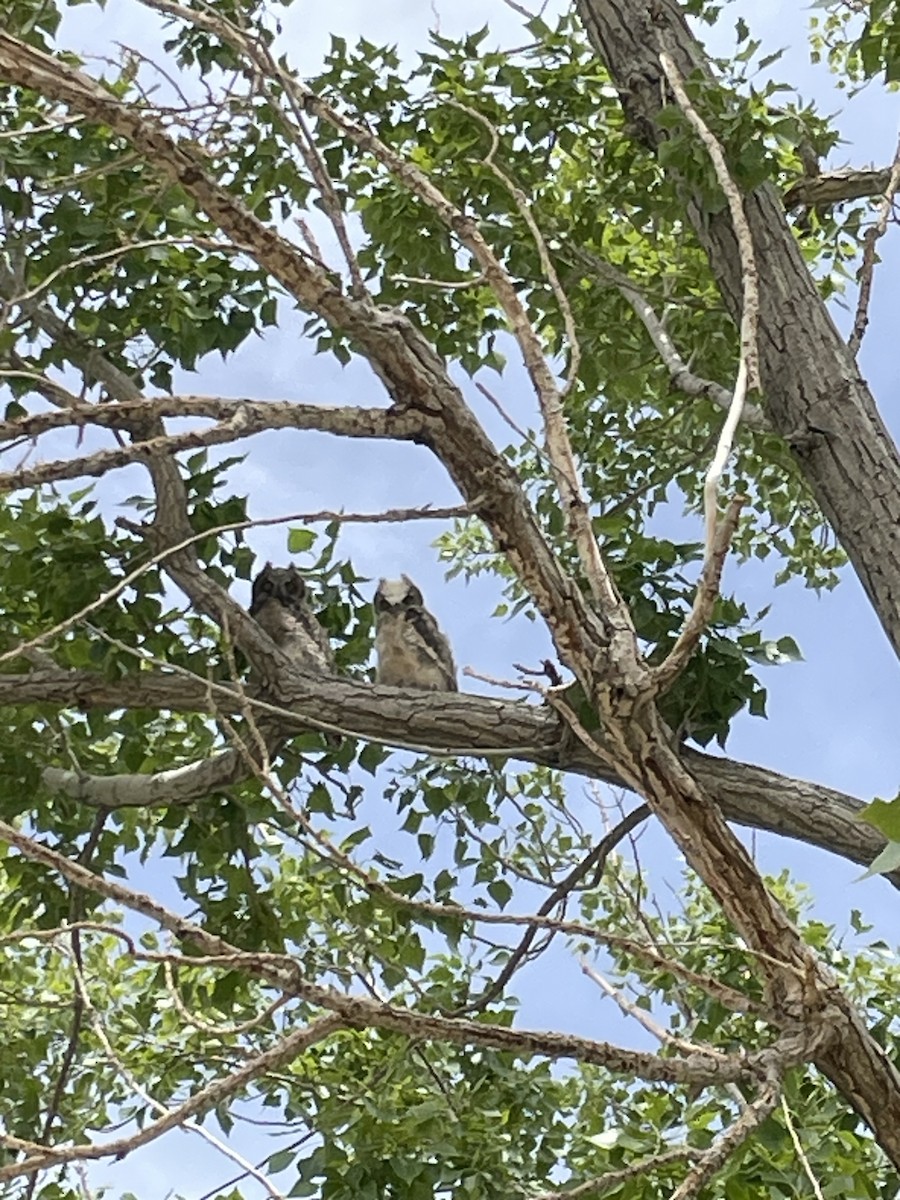 Great Horned Owl - ML619568700