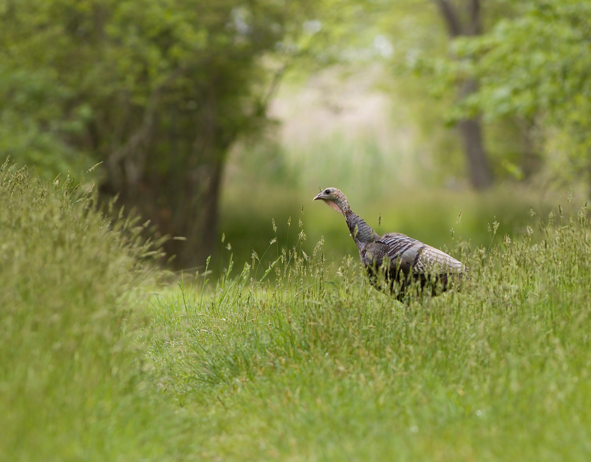 Wild Turkey - ML619568701