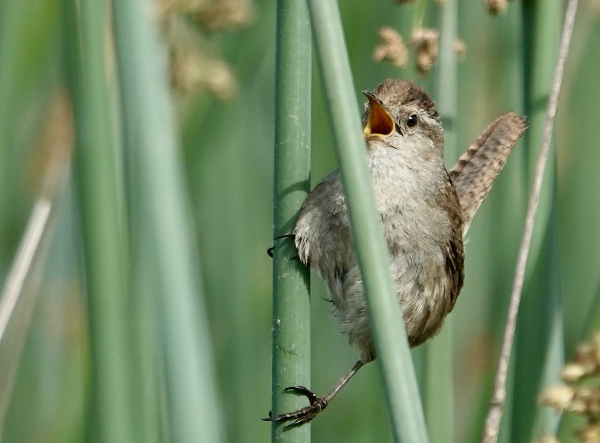 Marsh Wren - Jolene Cortright