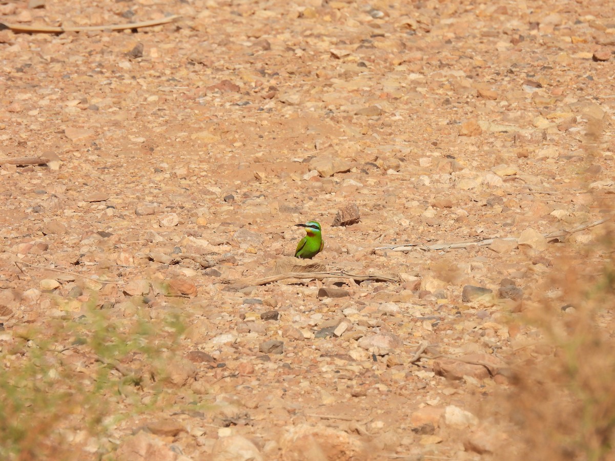 Blue-cheeked Bee-eater - Luís Reino