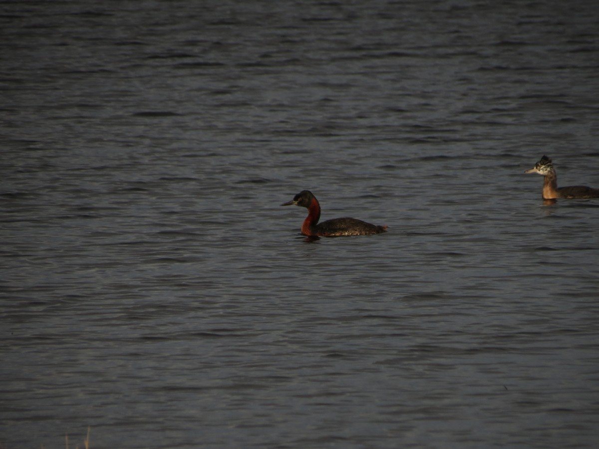 Great Grebe - Ralph Roberts