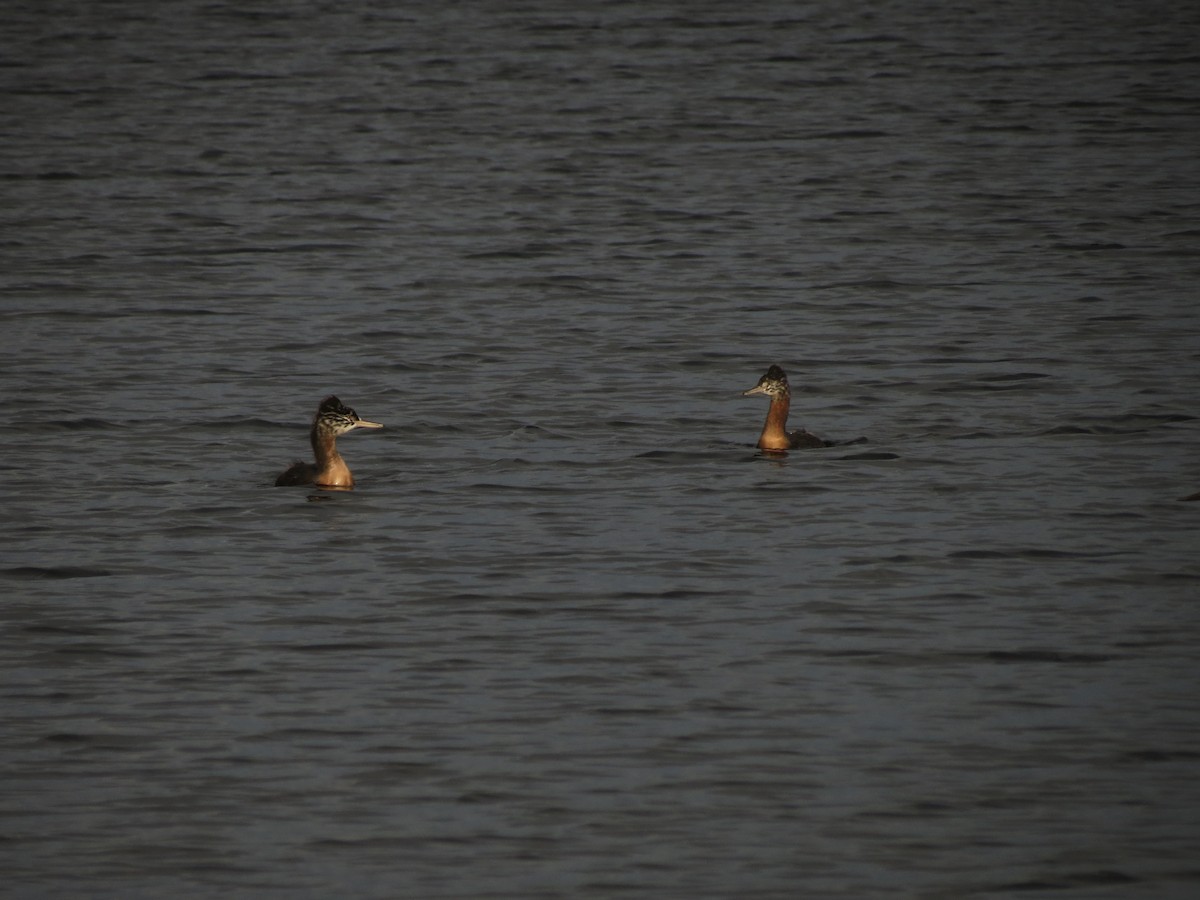 Great Grebe - Ralph Roberts