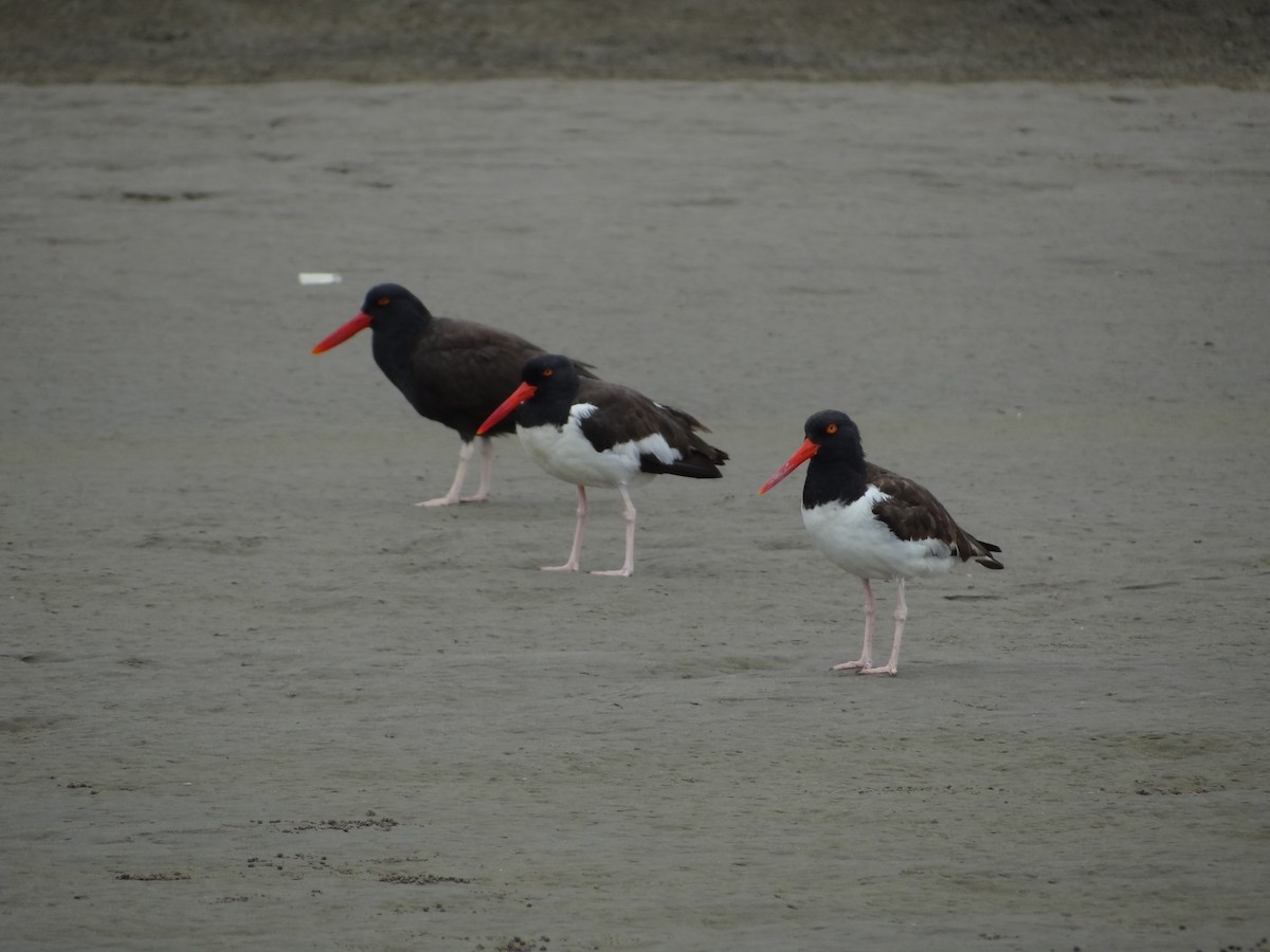 American Oystercatcher - Francisco Sornoza