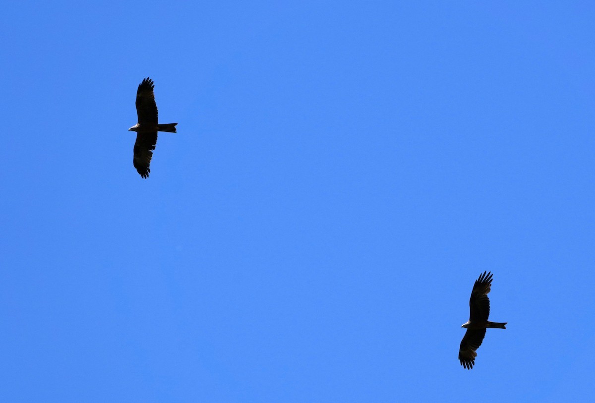 Black Kite - José Eduardo Mateos Moreno