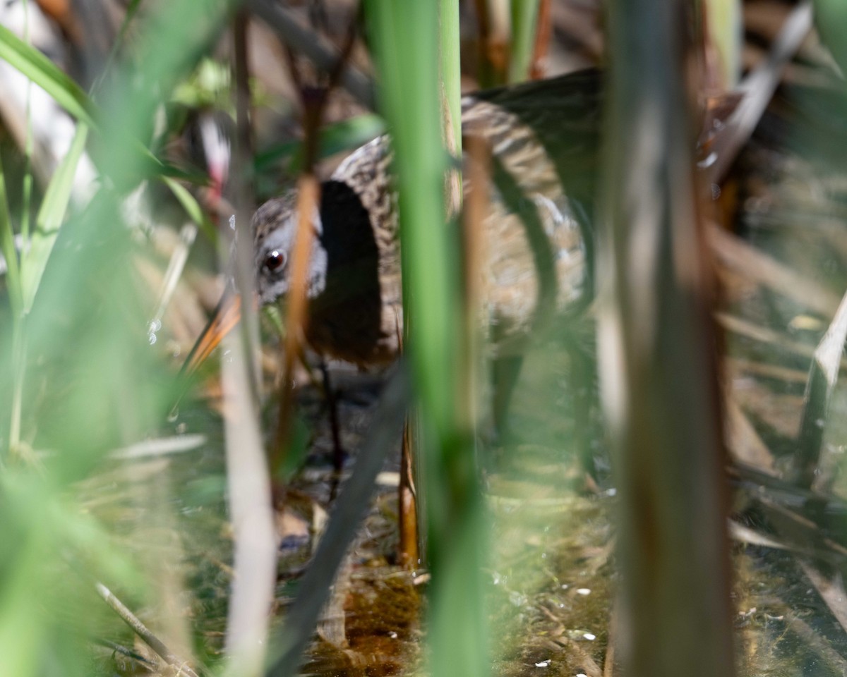 Virginia Rail - Anthony Kaduck