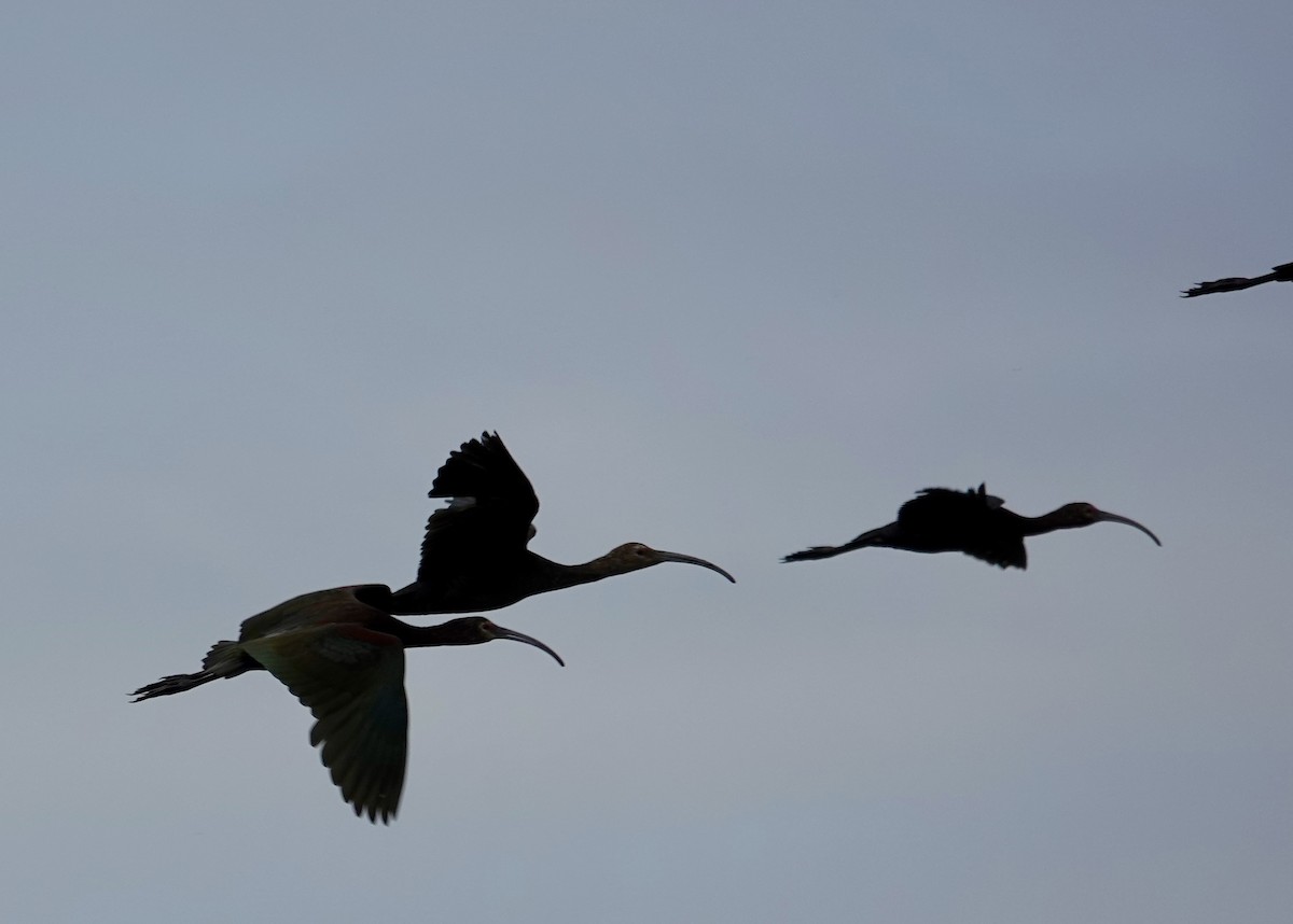 White-faced Ibis - Jolene Cortright