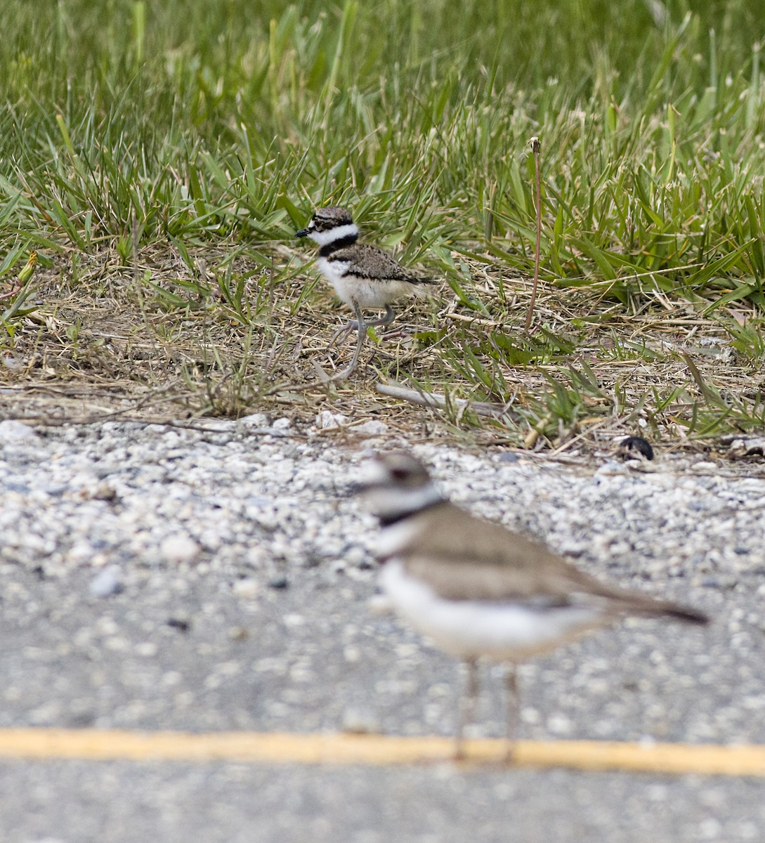 Killdeer - ML619568750