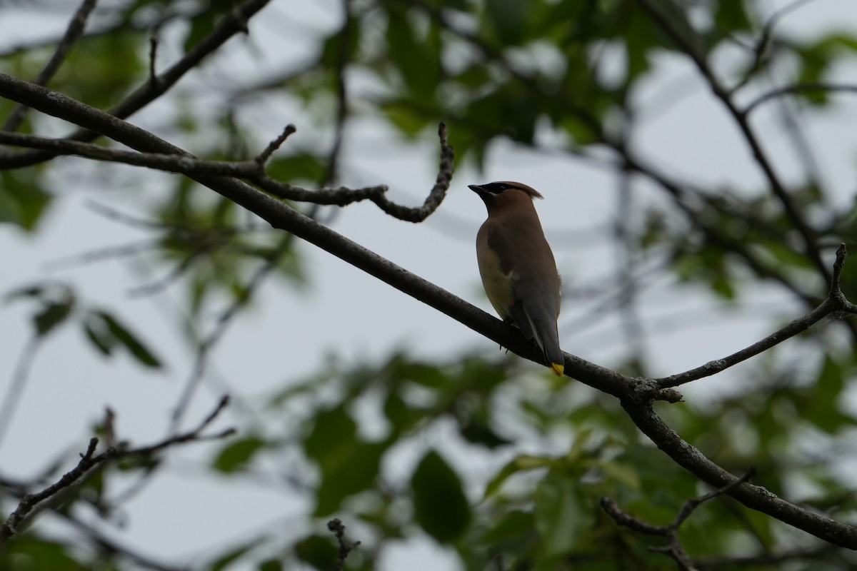 Cedar Waxwing - Will Cihula