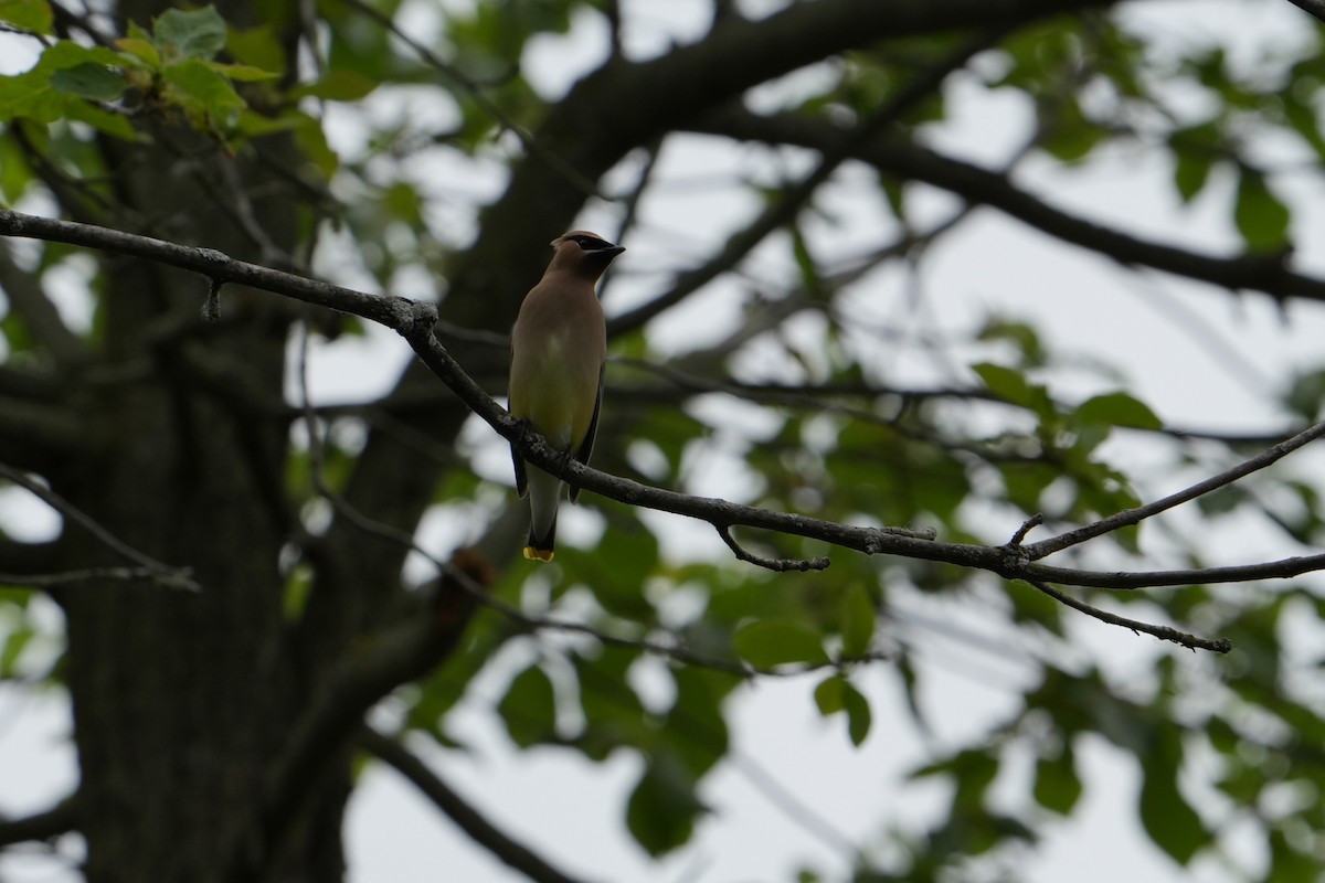 Cedar Waxwing - Will Cihula