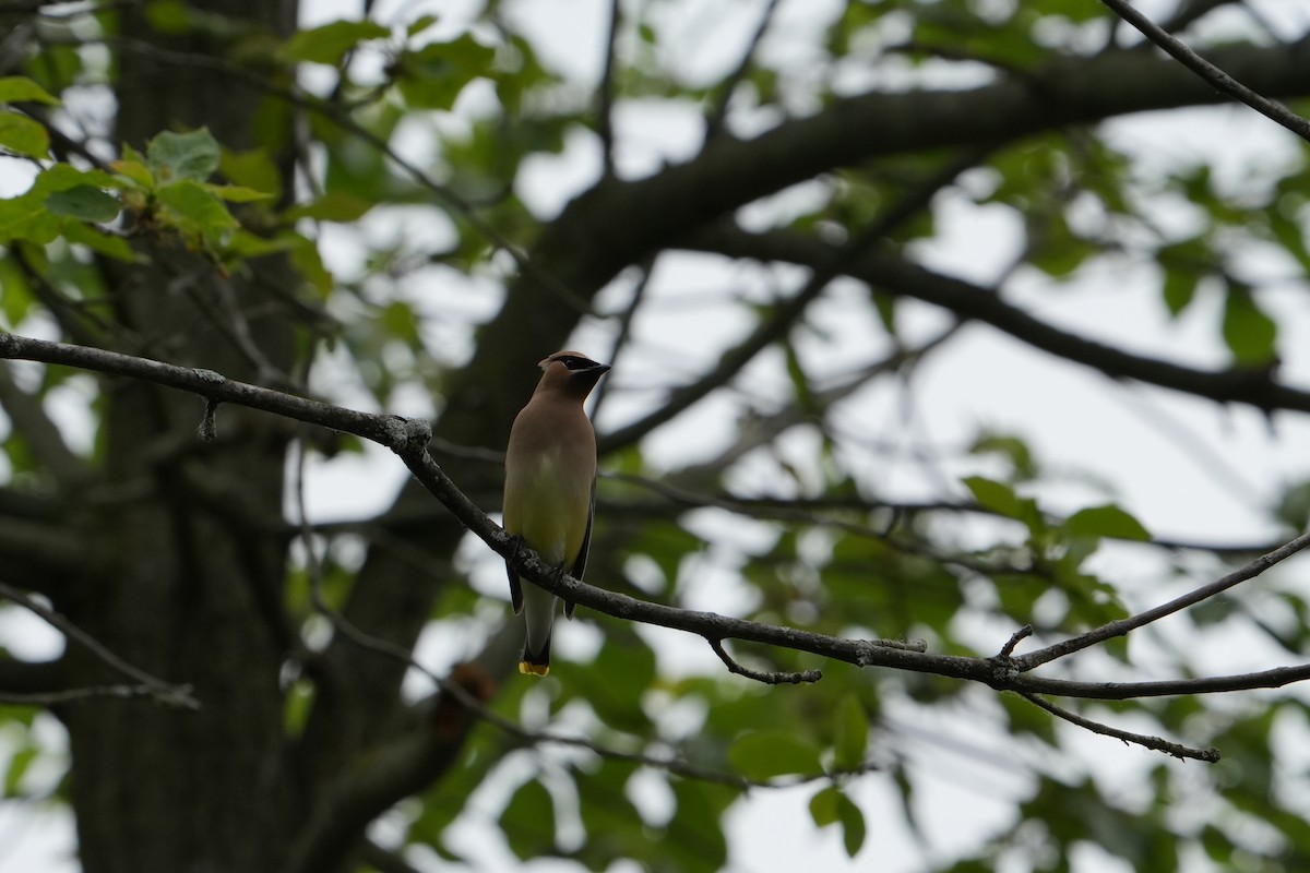 Cedar Waxwing - Will Cihula