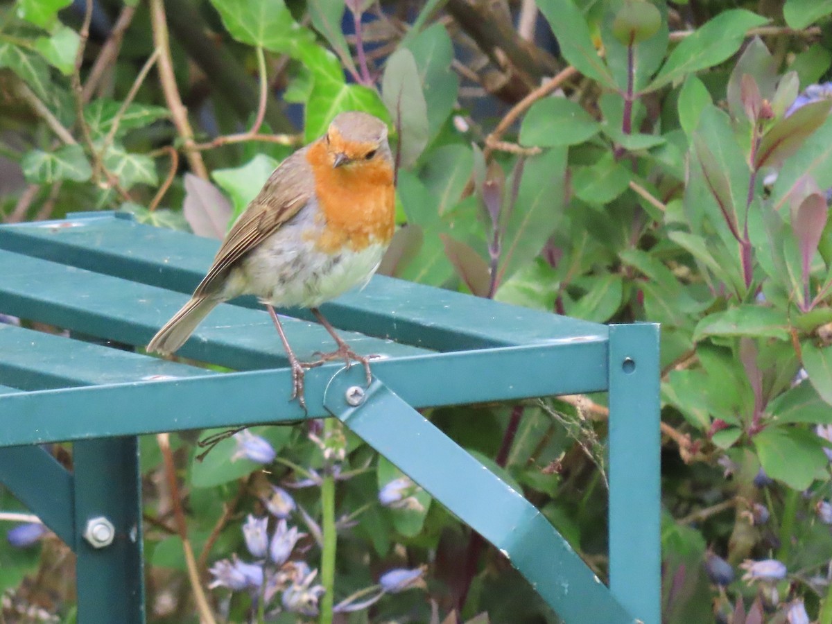 European Robin - Susan Stanton