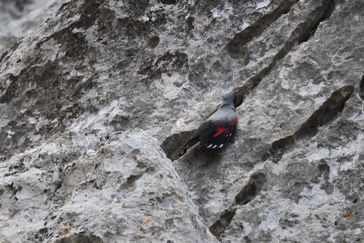 Wallcreeper - Anonymous