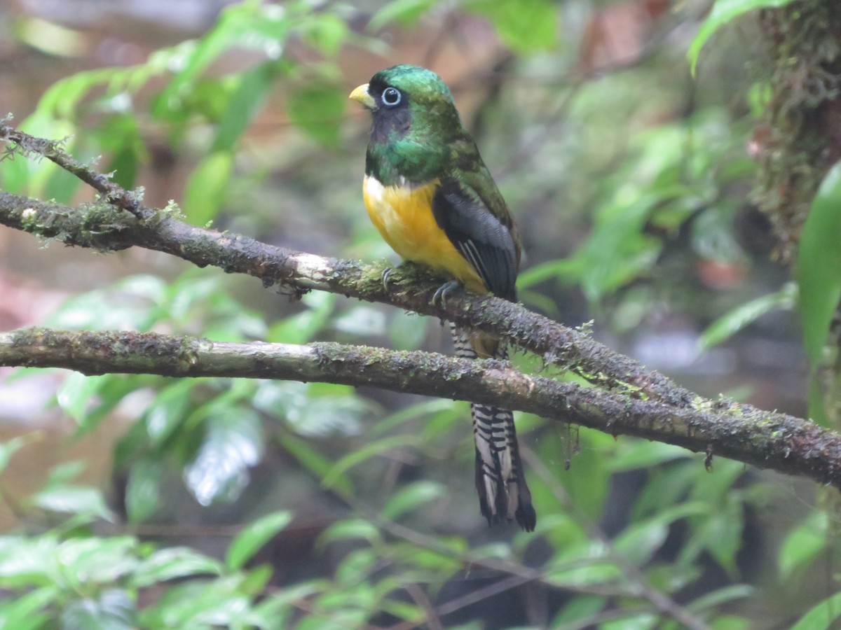 Northern Black-throated Trogon - ML619568758