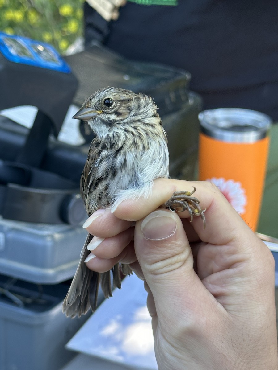 Song Sparrow - Ross Rabkin