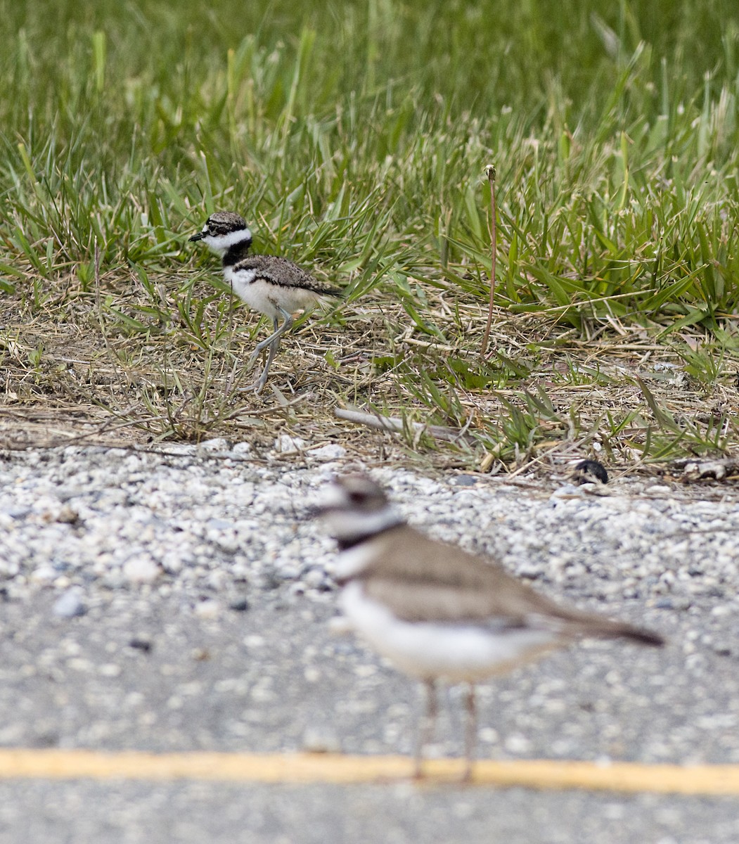 Killdeer - John Gluth