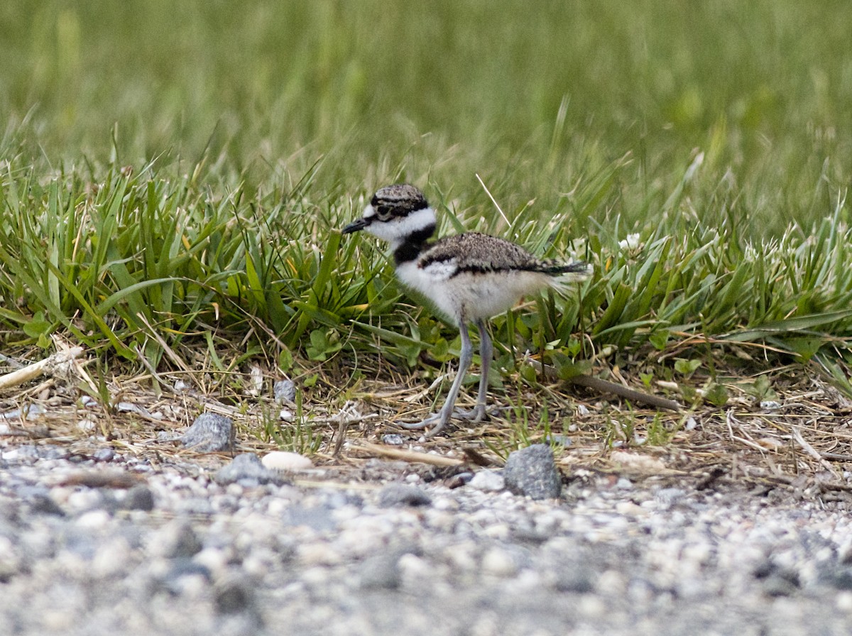 Killdeer - John Gluth