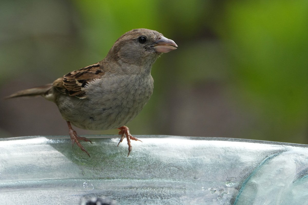 House Sparrow - Will Cihula