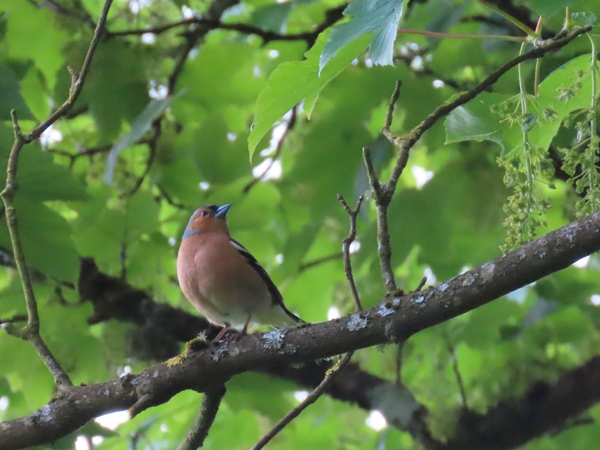 Common Chaffinch - Susan Stanton