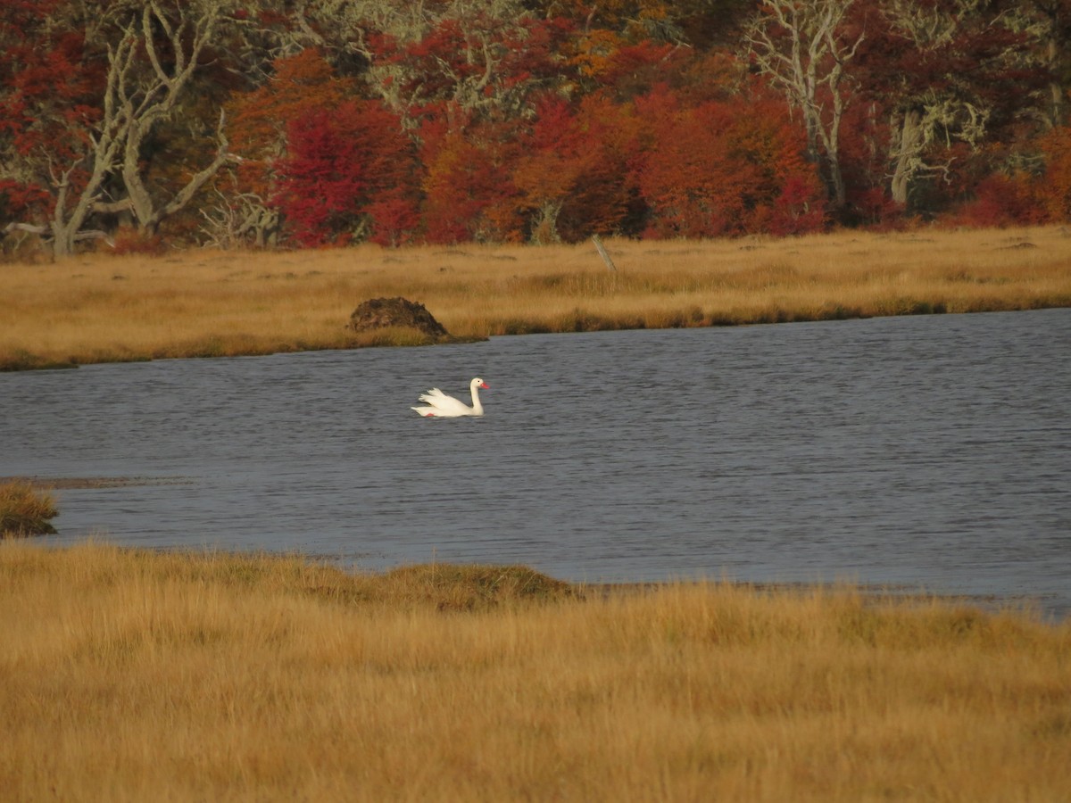 Coscoroba Swan - Ralph Roberts