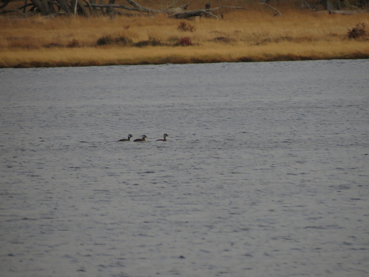 White-tufted Grebe - ML619568788