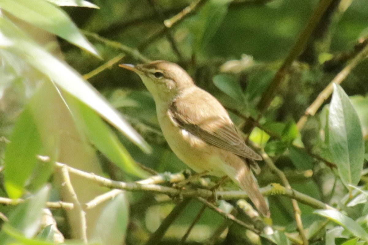 Marsh Warbler - Jan Roedolf