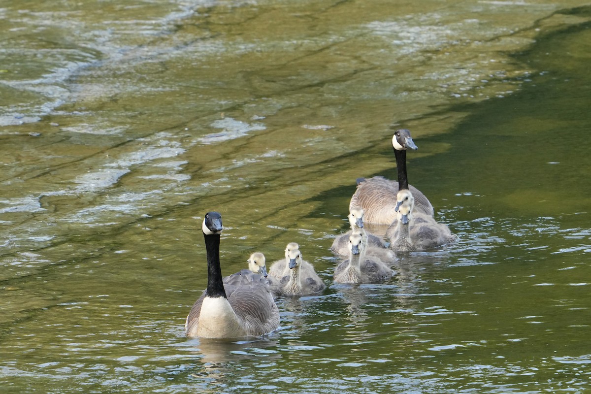 Canada Goose - ML619568791