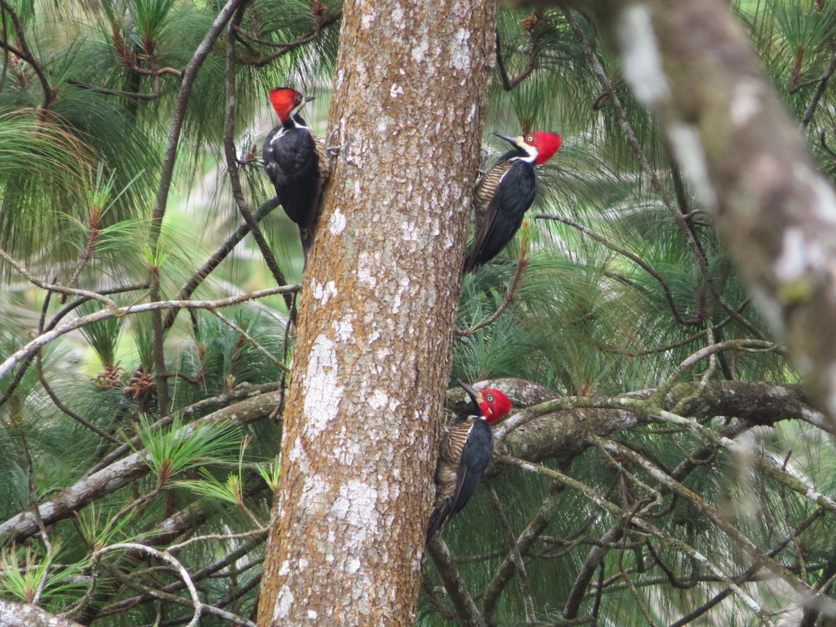 Crimson-crested Woodpecker - Joshimar Navarro