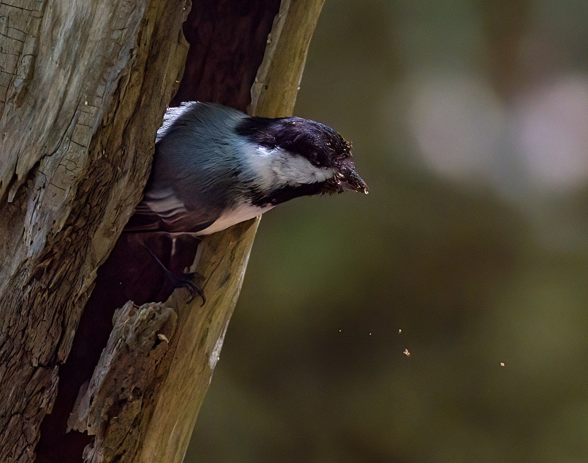 Black-capped Chickadee - John Gluth