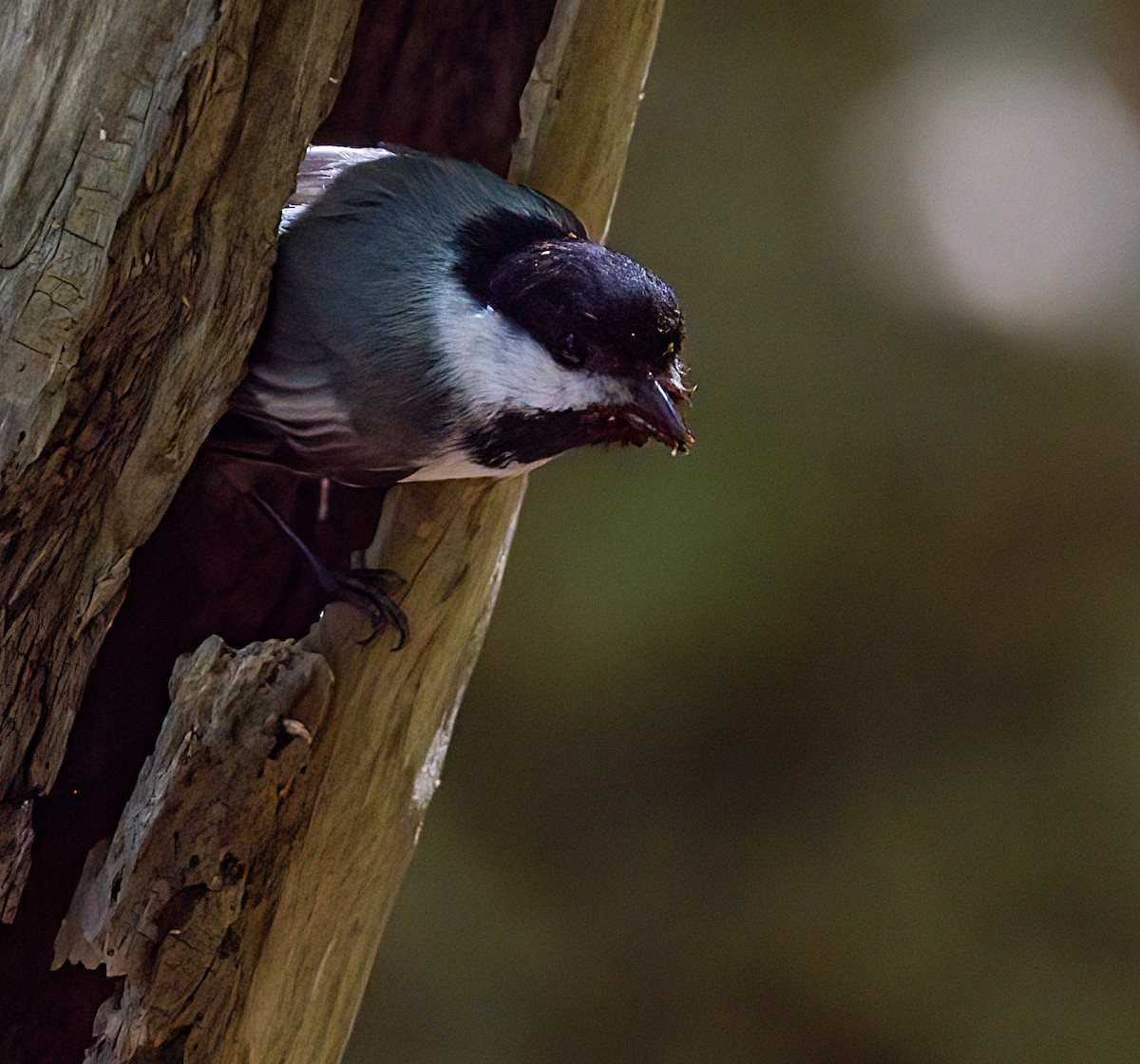 Black-capped Chickadee - John Gluth