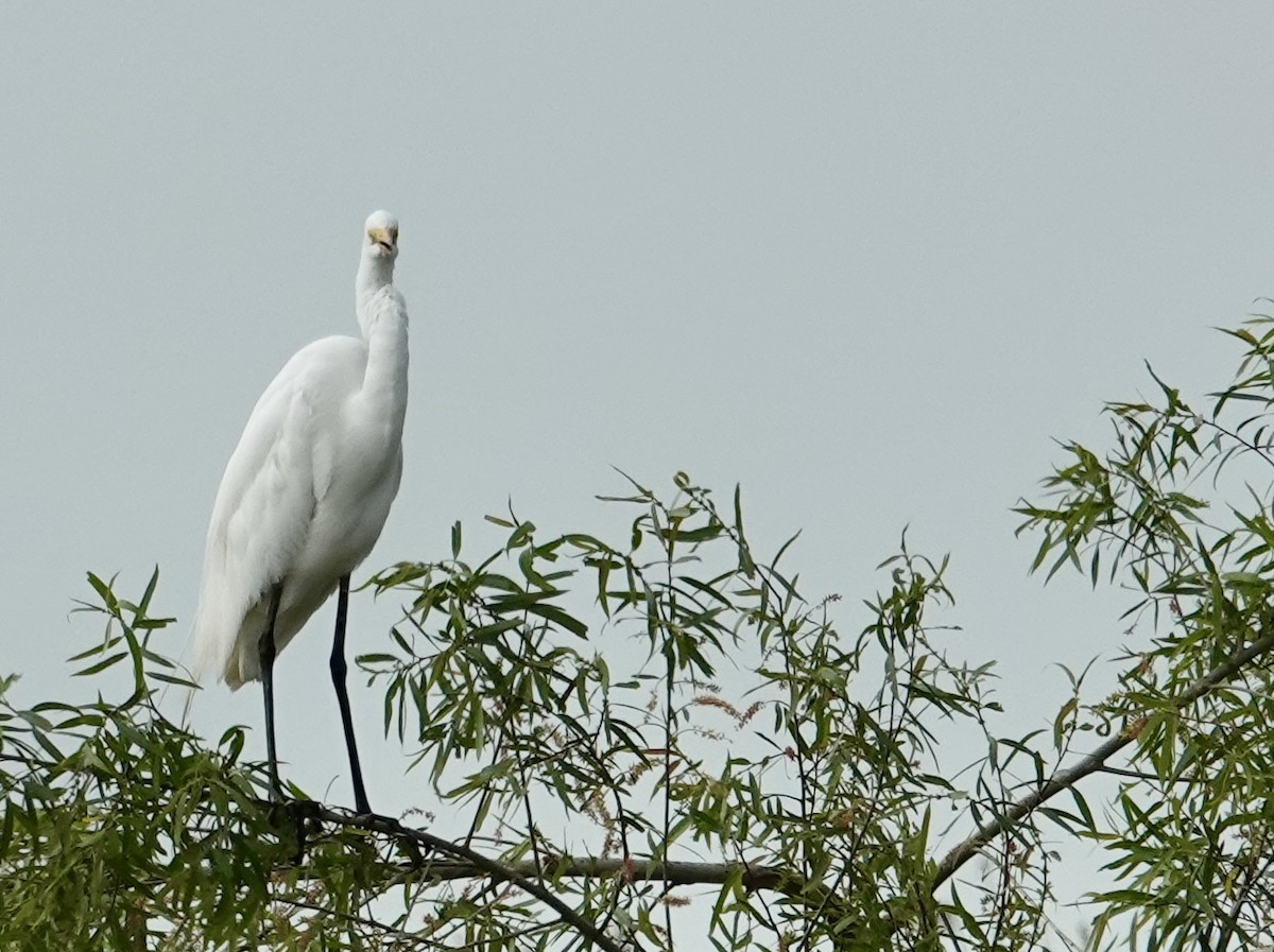 Great Egret - Jolene Cortright