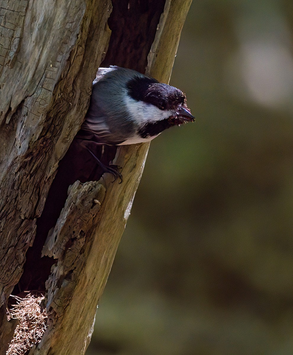 Black-capped Chickadee - John Gluth