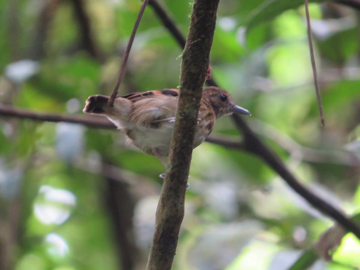 Spotted Antbird - ML619568825