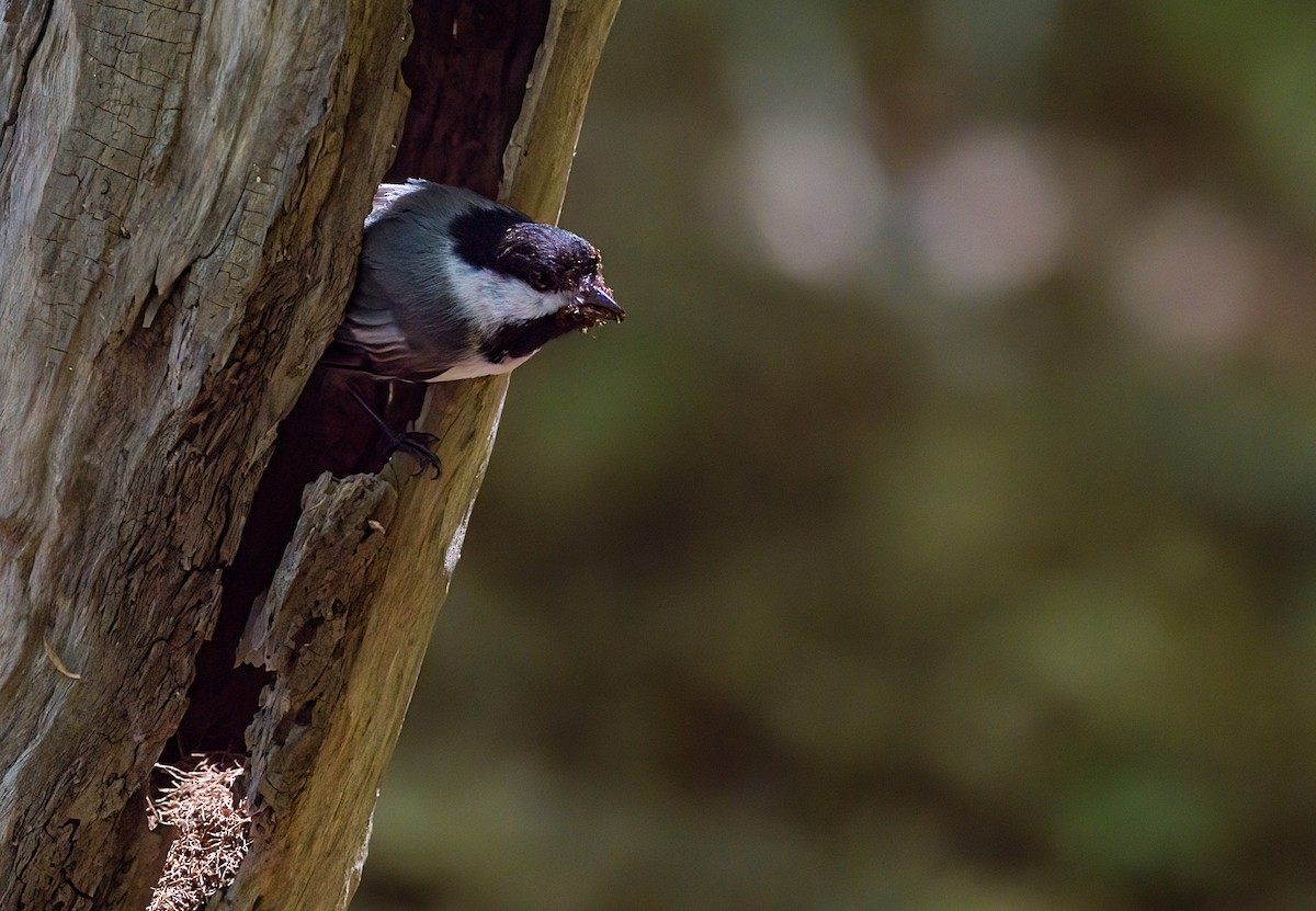 Black-capped Chickadee - John Gluth