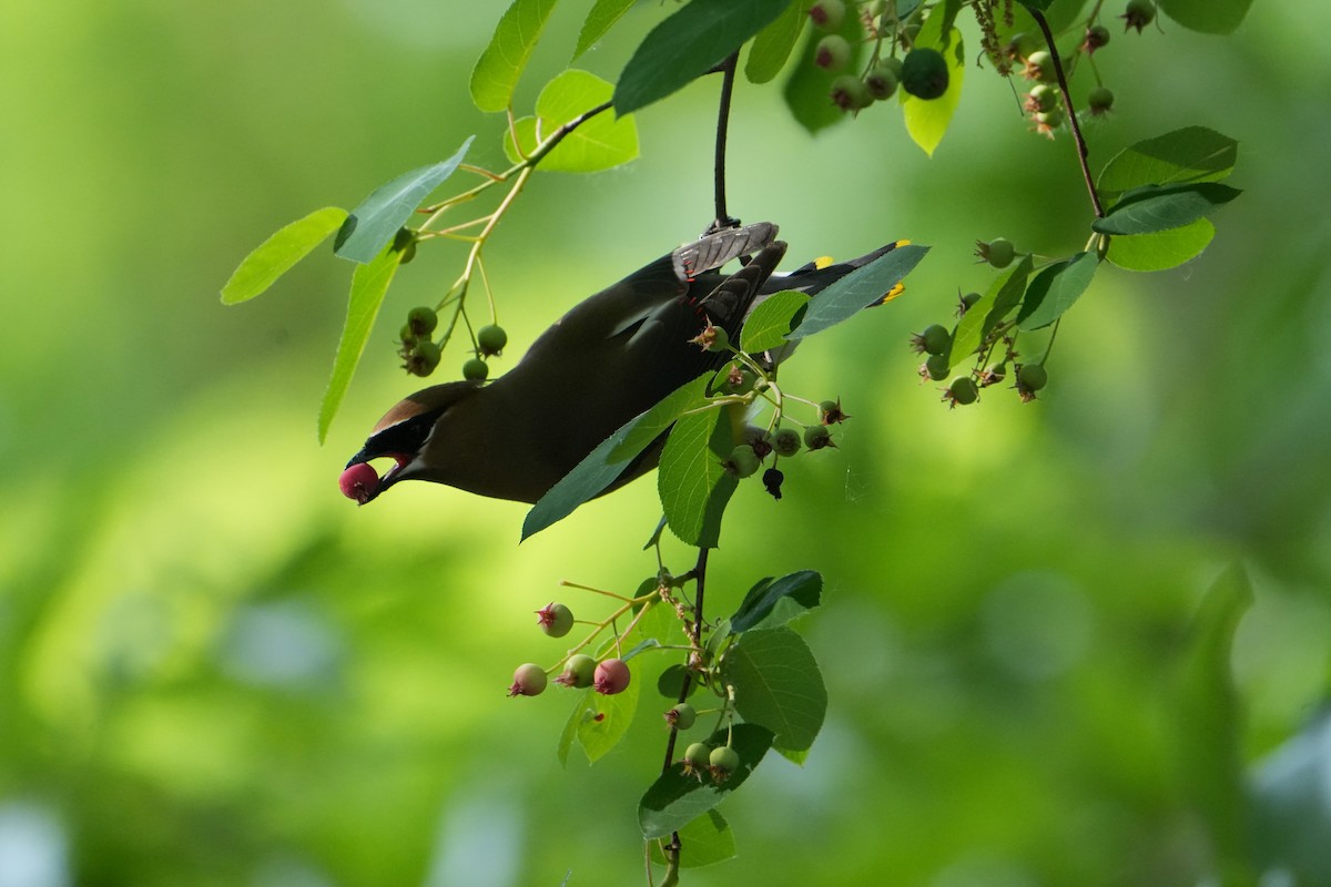 Cedar Waxwing - ML619568829