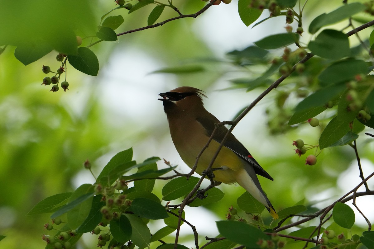 Cedar Waxwing - Will Cihula