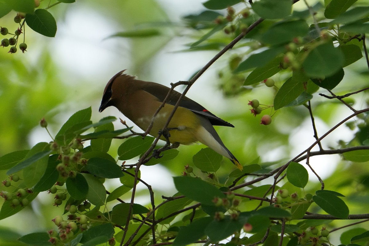 Cedar Waxwing - Will Cihula