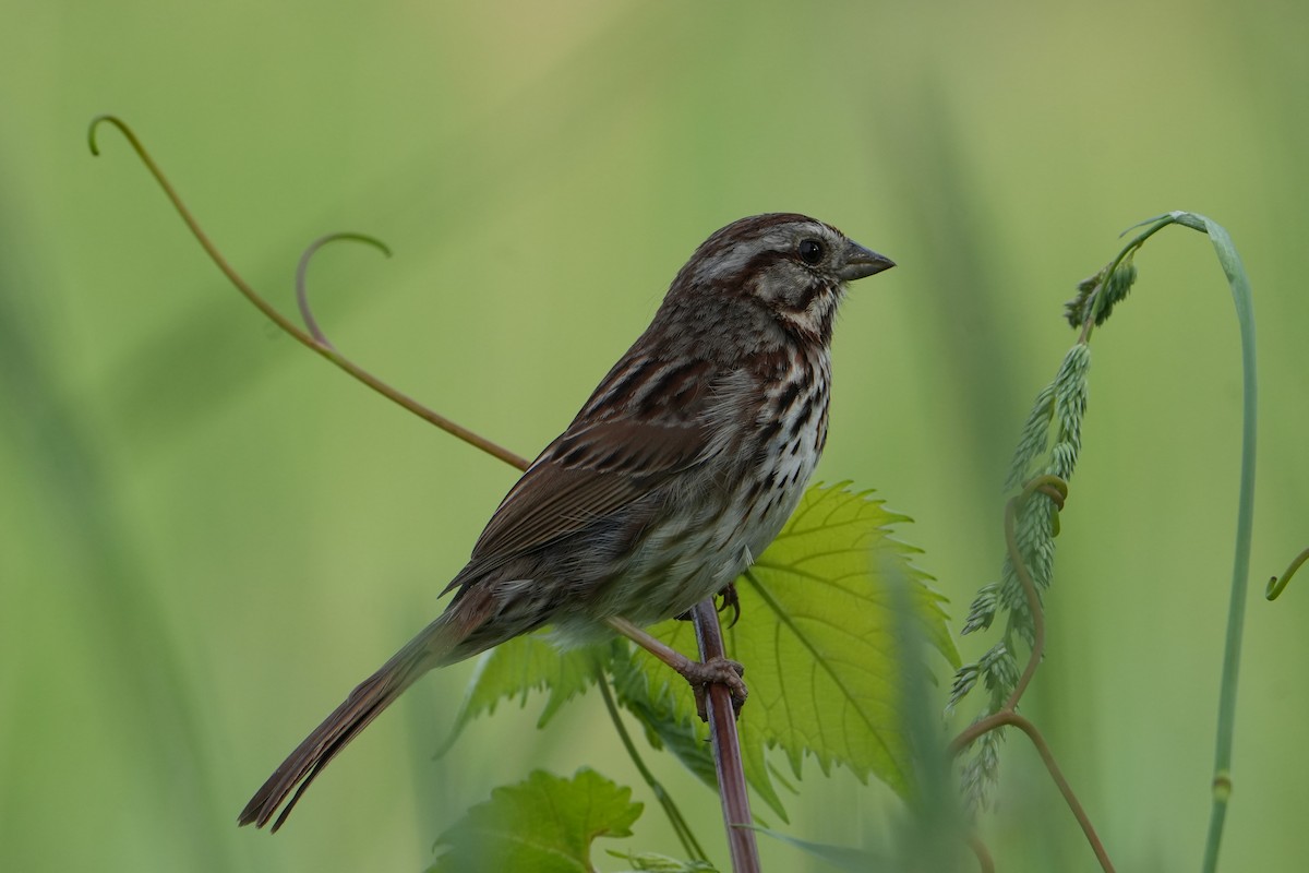 Song Sparrow - Will Cihula