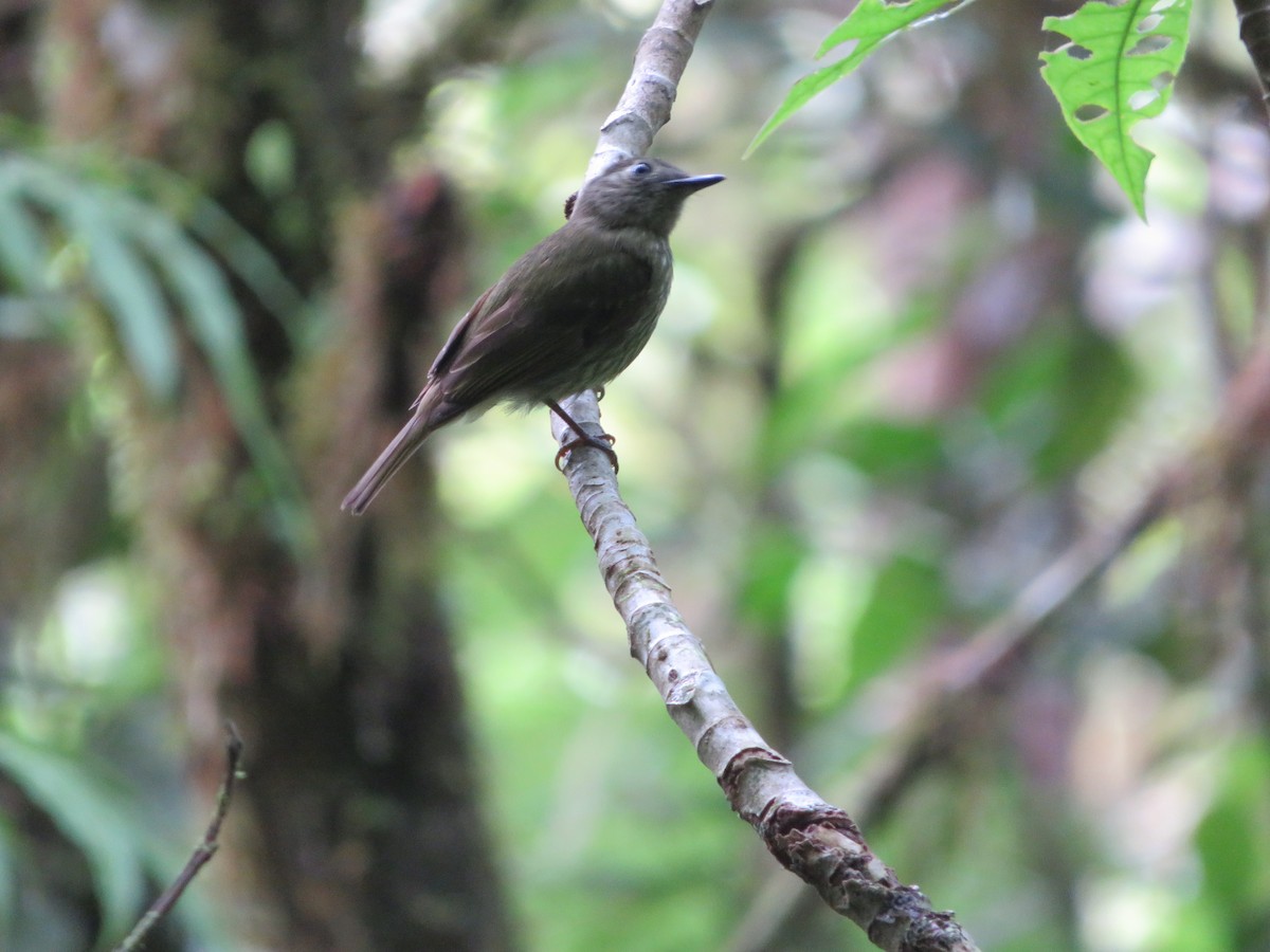 Olive-striped Flycatcher - Joshimar Navarro