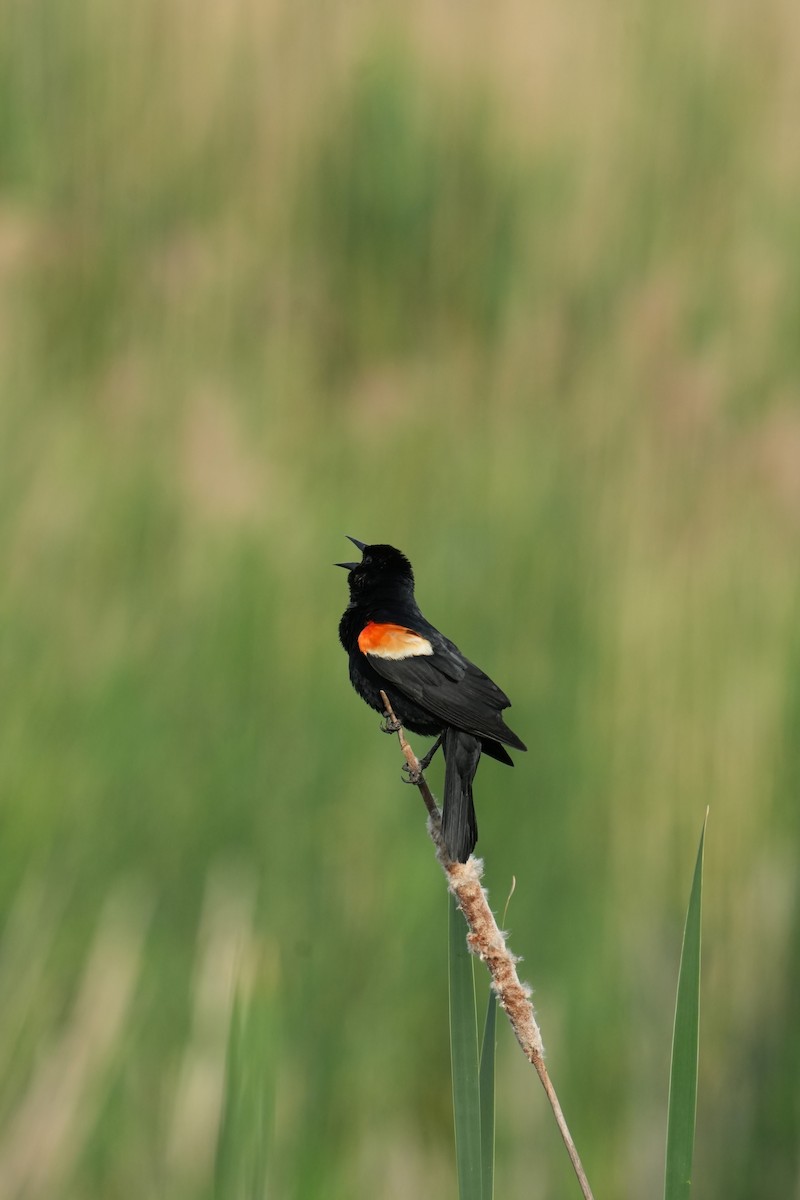 Red-winged Blackbird - Will Cihula