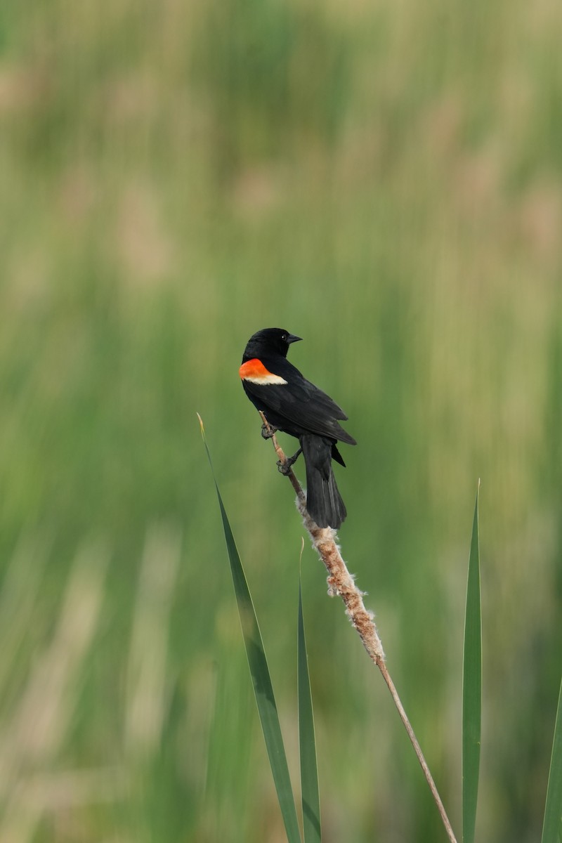 Red-winged Blackbird - Will Cihula