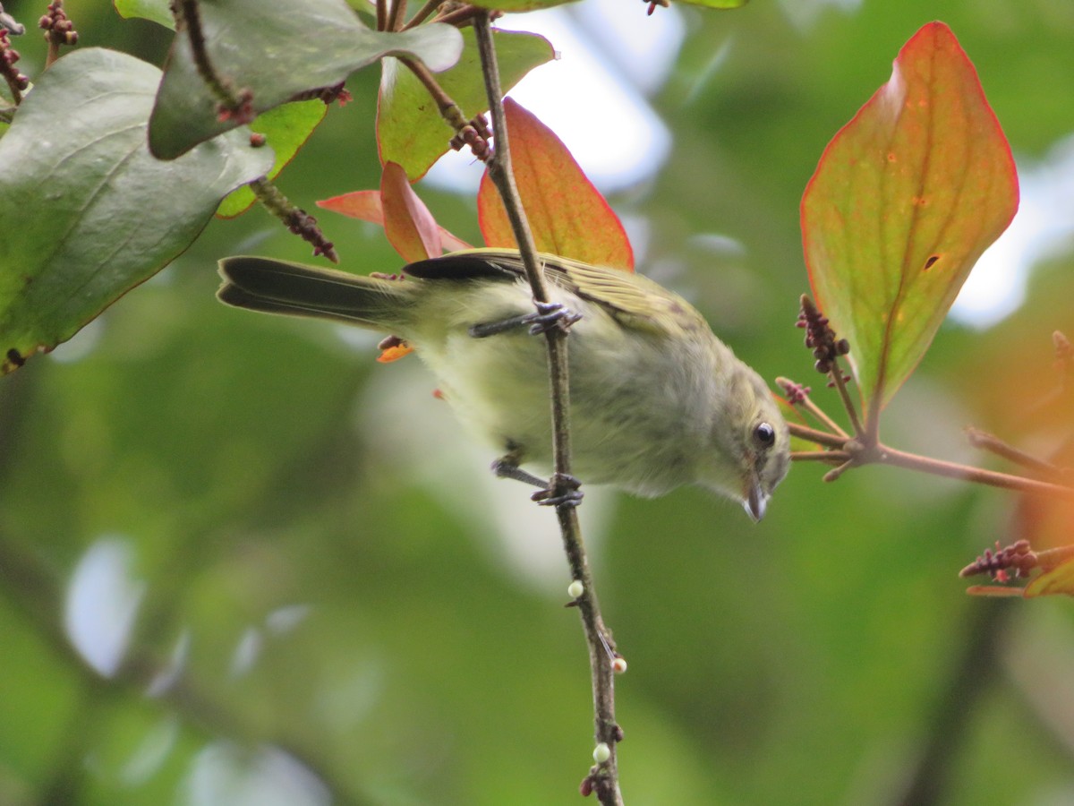 Mistletoe Tyrannulet - Joshimar Navarro